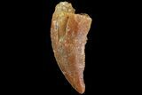 Bargain, Raptor Tooth - Morocco #69560-1